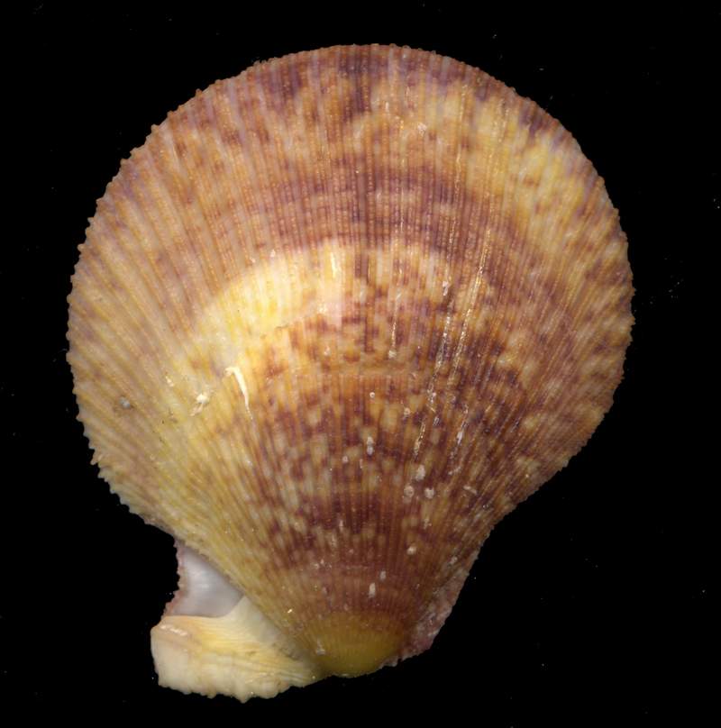 Mimaclamys varia